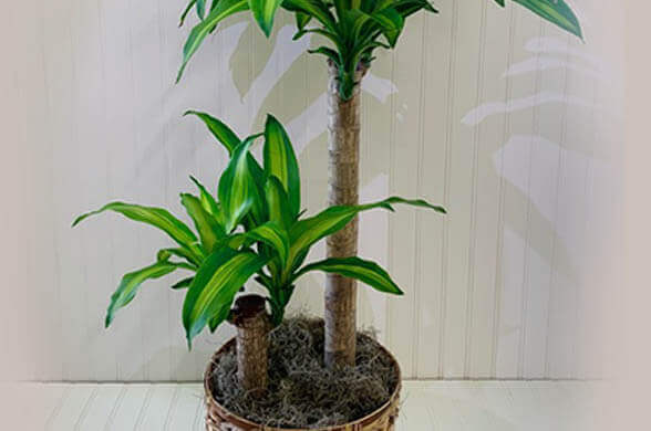 Mass Cane - Indoor Plants That Will Impact Your Aesthetics And Well-Being